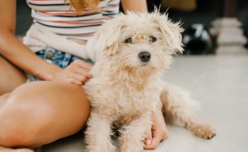 5 Essential Tips for Moving With Your Pet