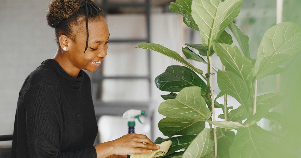 Fiddle Leaf Fig, also known as the Ficus Lyrata plant.