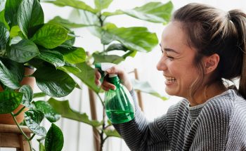 Houseplants: Your Guide to 9 Popular Indoor Plants